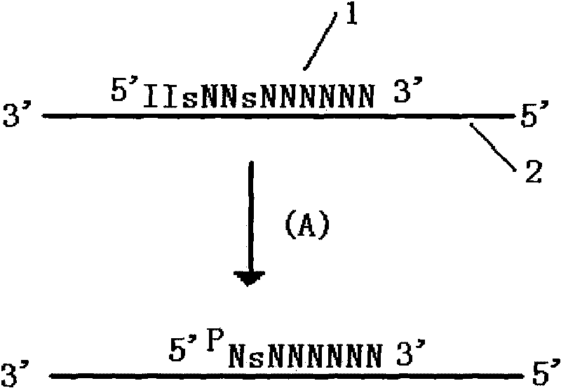 Method for improving specificity in cutting position of endonuclease V