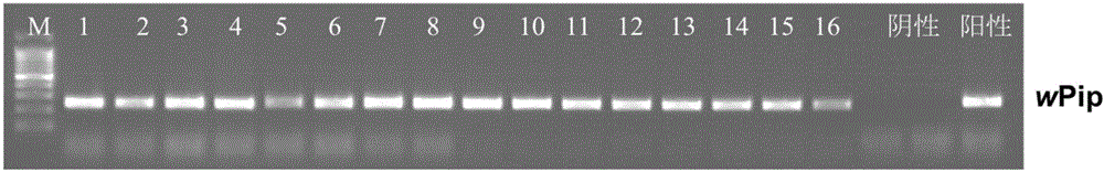 Preparation method of aedes albopictus stably carrying culex quinquefasciatus wolbachia and application of aedes albopictus stably carrying culex quinquefasciatus wolbachia to prevention and control of aedes albopictus