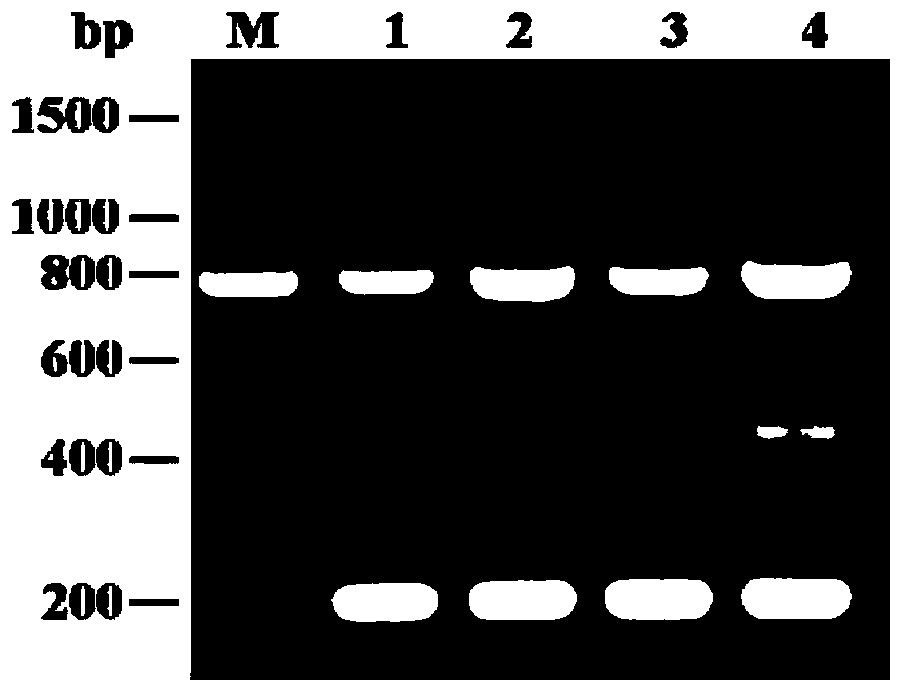 One-step multiple RT-PCR detection method for simultaneously detecting 3 pathogens of sugarcane mosaic diseases