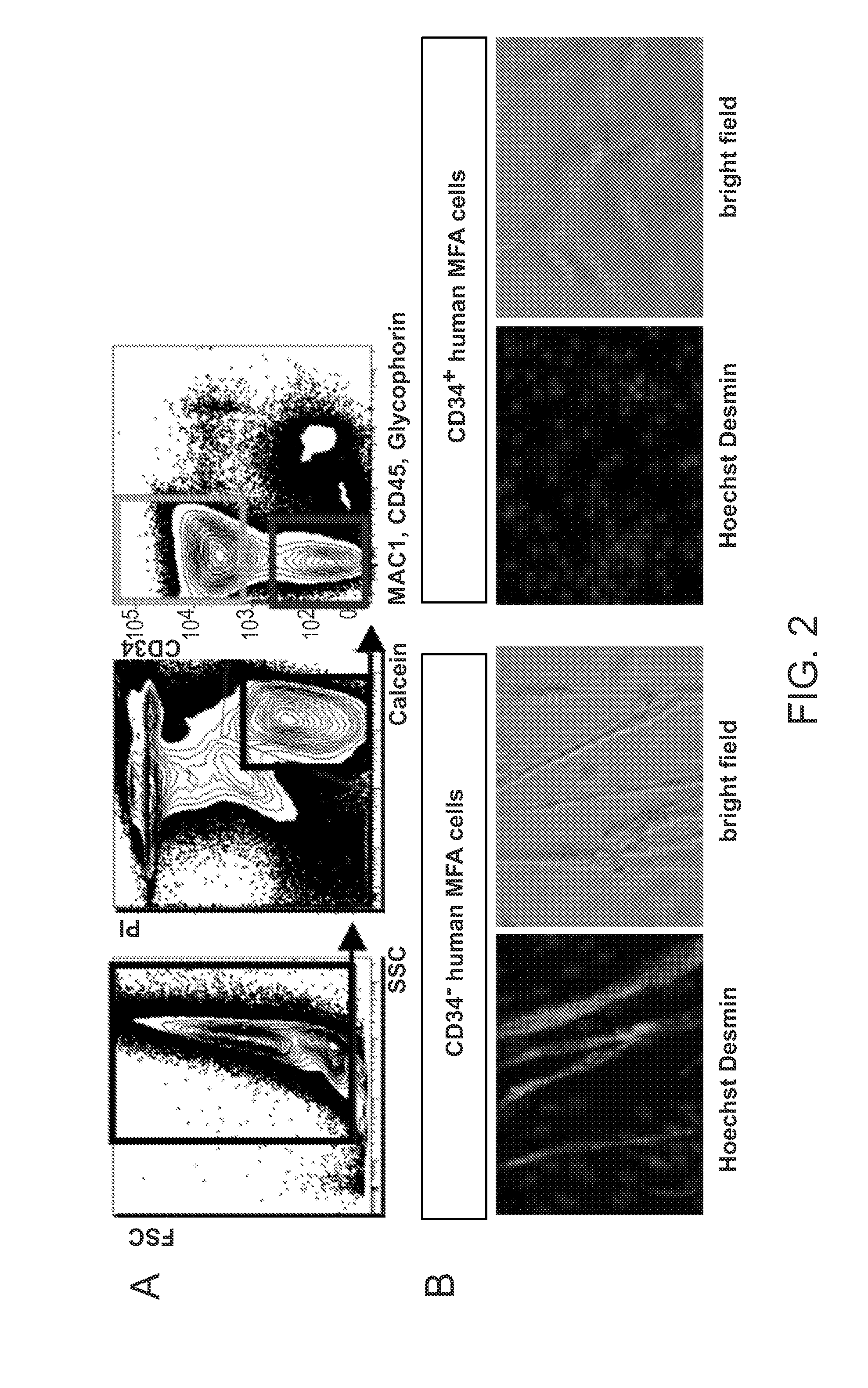 Isolation and characterization of muscle regenerating cells