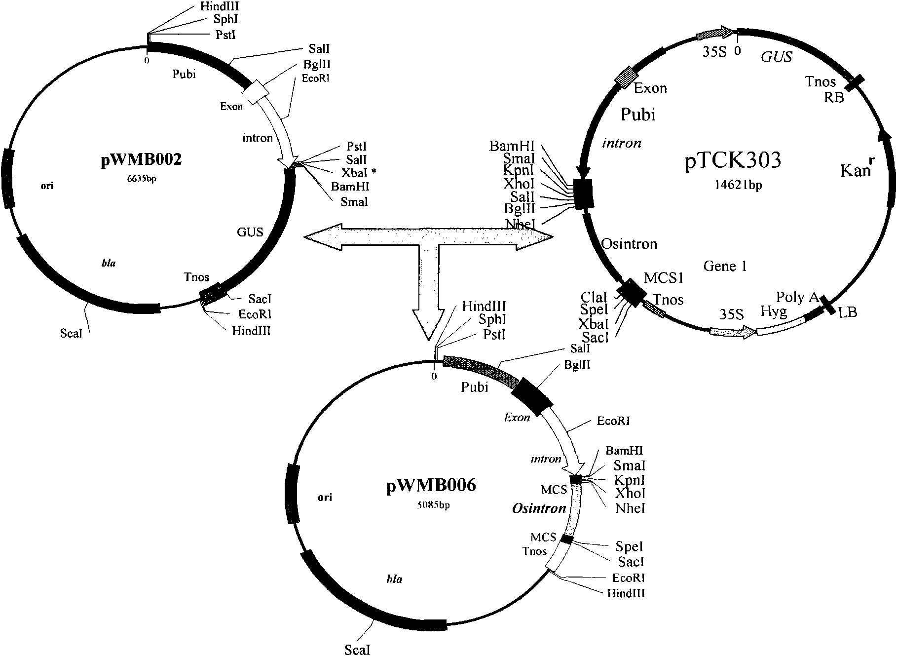 Plant expression vector