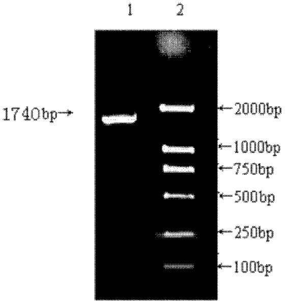 Molecular design of porcine parvovirus-like particle B cell epitope insertion site