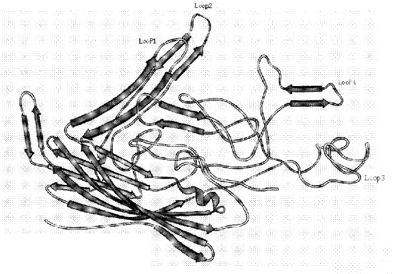 Molecular design of porcine parvovirus-like particle B cell epitope insertion site