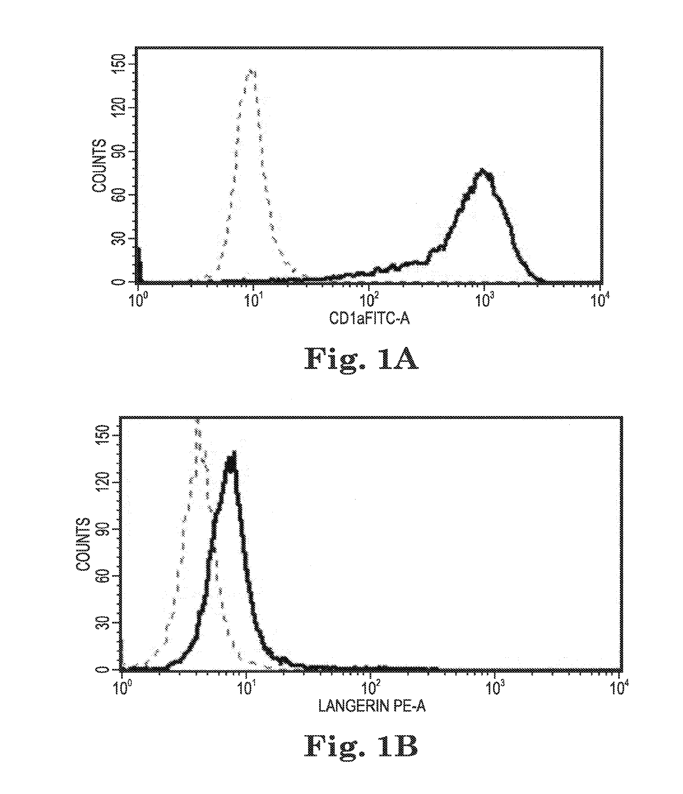 Human papilloma virus therapeutic vaccine