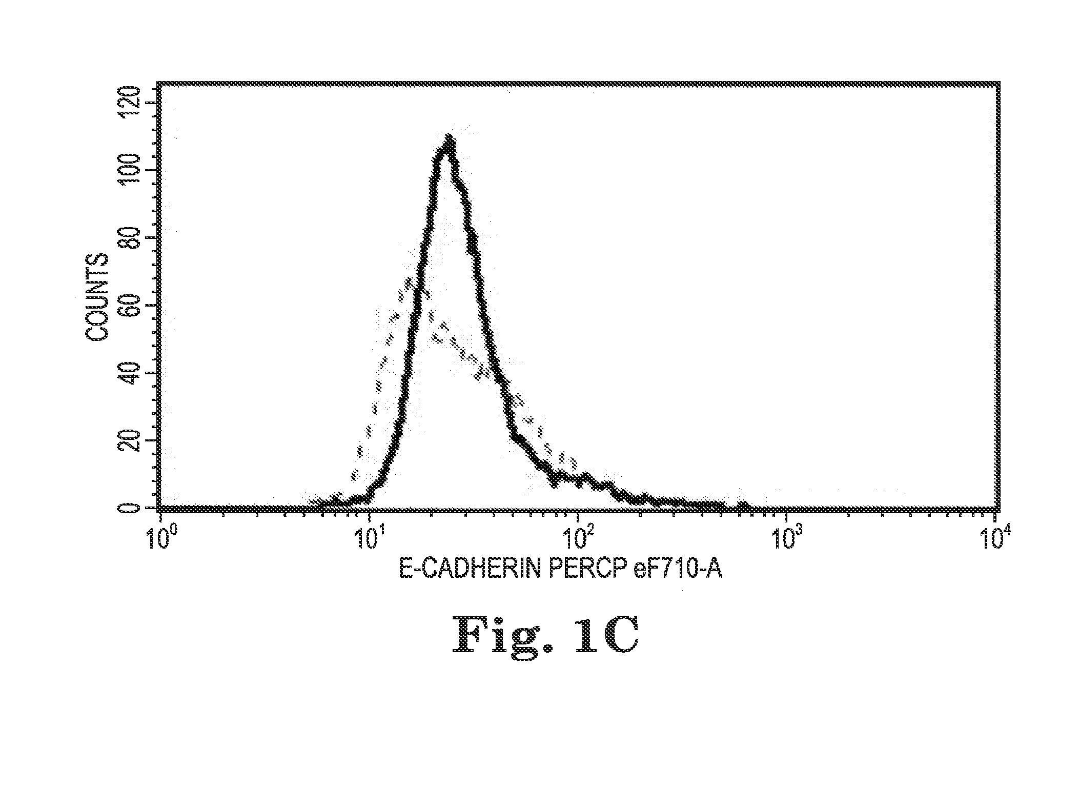 Human papilloma virus therapeutic vaccine