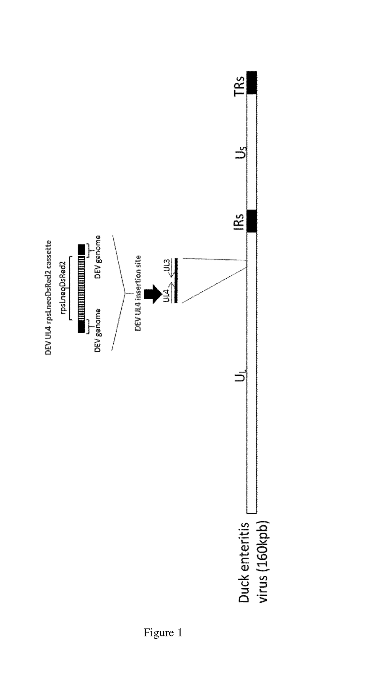 Duck enteritis virus and the uses thereof