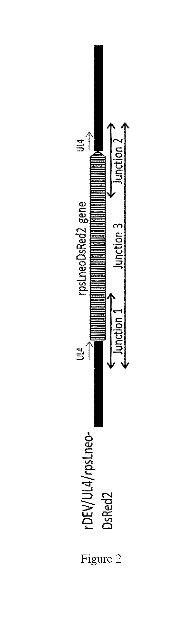 Duck enteritis virus and the uses thereof