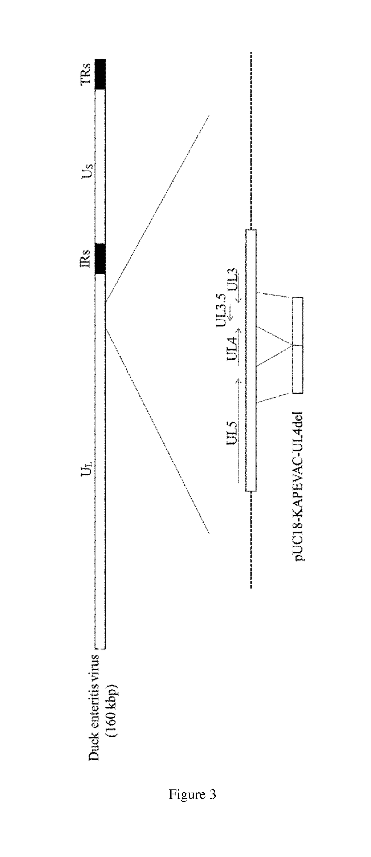 Duck enteritis virus and the uses thereof