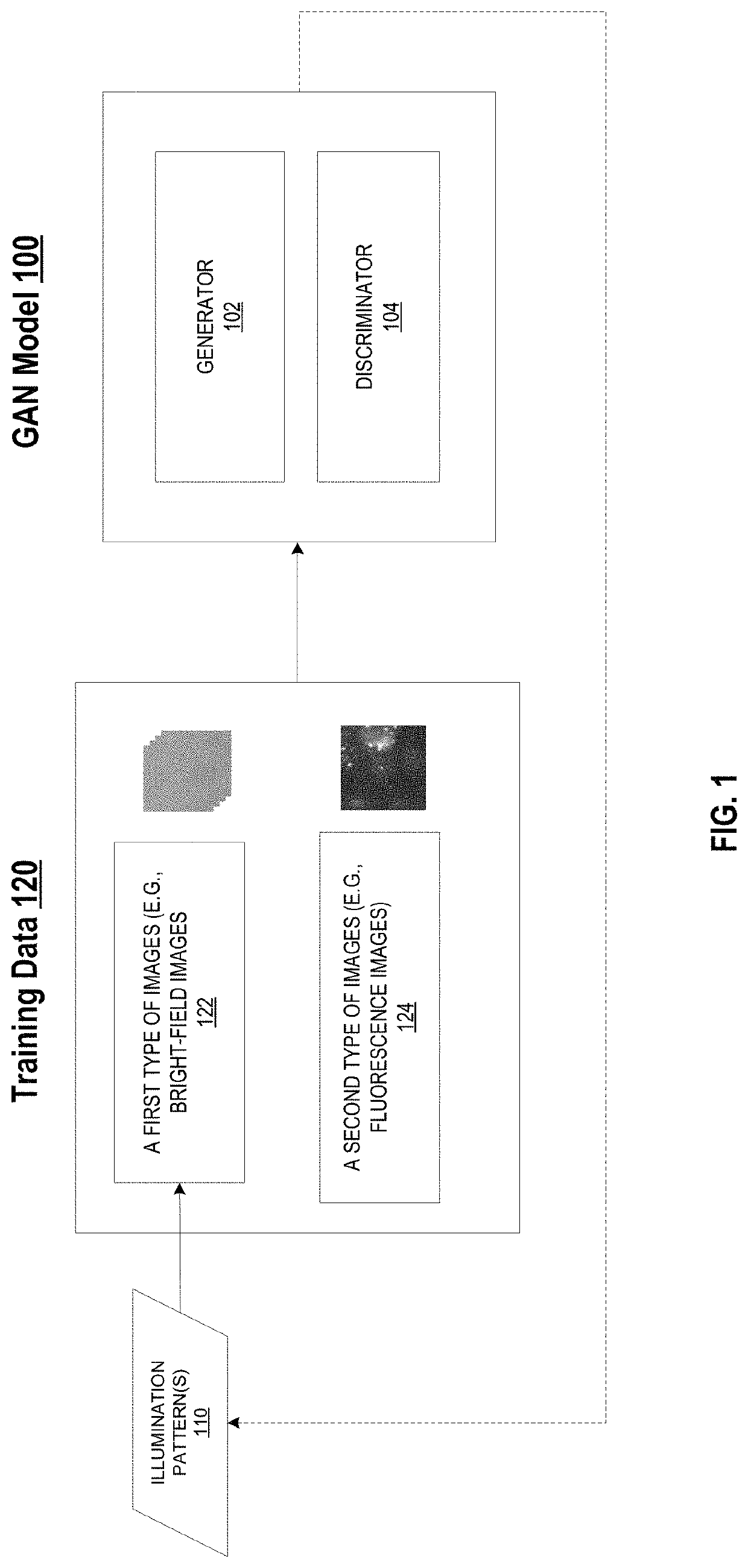 Biological image transformation using machine-learning models