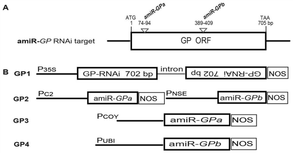 The invention also discloses application of GrpE protein and coding gene thereof as molecular targets in cultivation of resistant plants