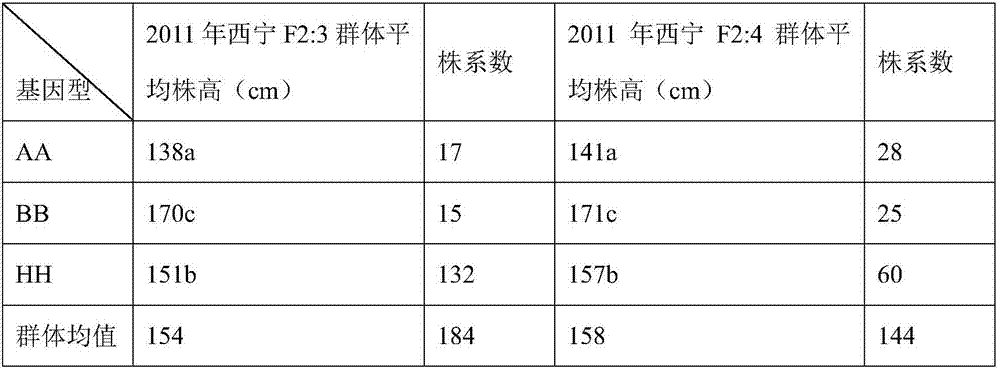 Molecular marker closely linked with rape plant height main effect QTL (quantitative trait locus) qPHC2 and application