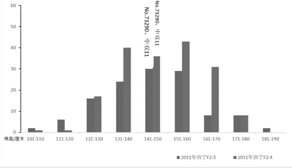 Molecular marker closely linked with rape plant height main effect QTL (quantitative trait locus) qPHC2 and application