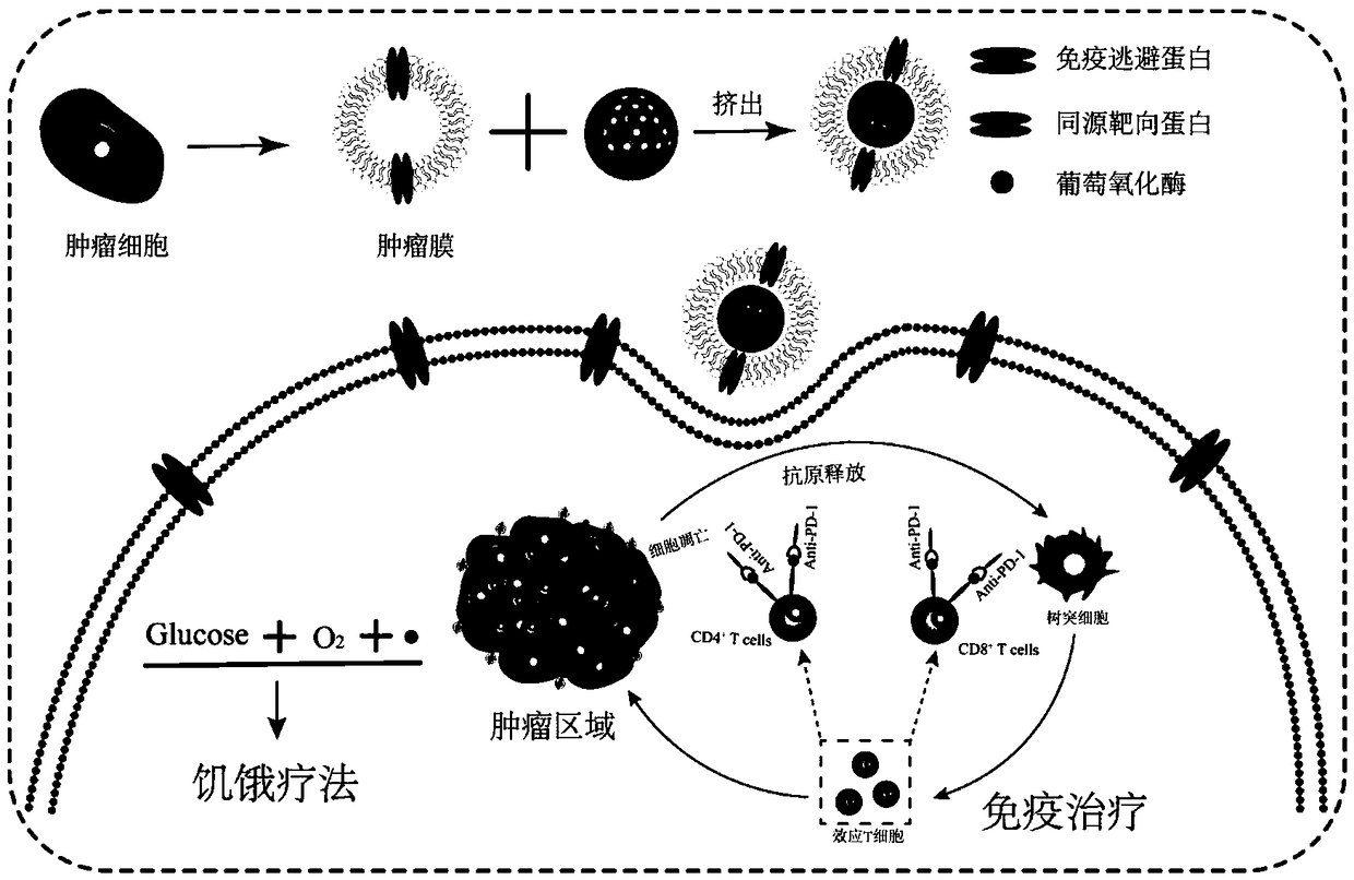 Tumor cell membrane coated nanometer material, method for preparing same and application of tumor cell membrane coated nanometer material