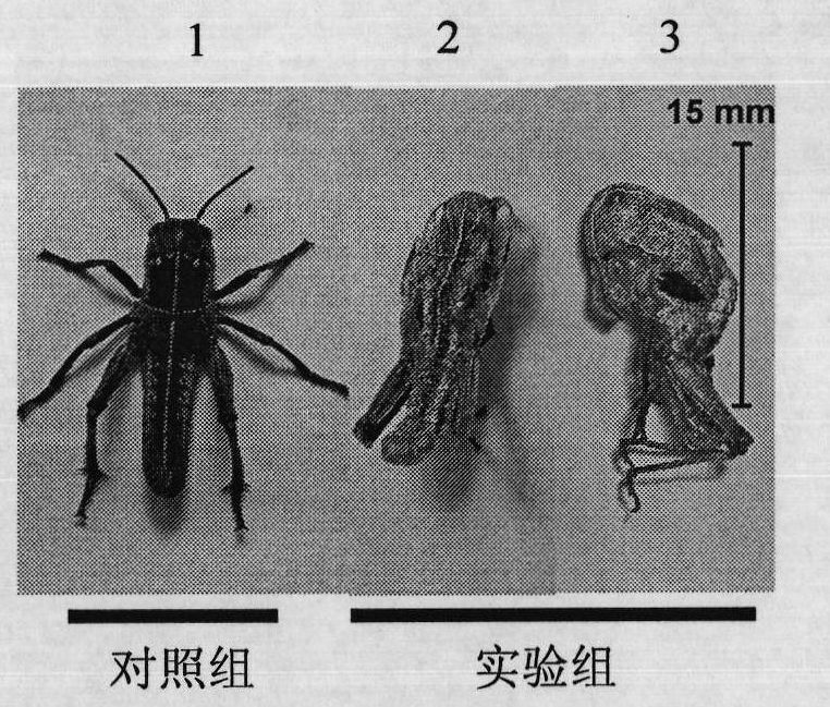 Insect chitin synthetase 1 gene segment, dsRNA and application thereof