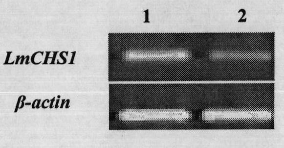 Insect chitin synthetase 1 gene segment, dsRNA and application thereof