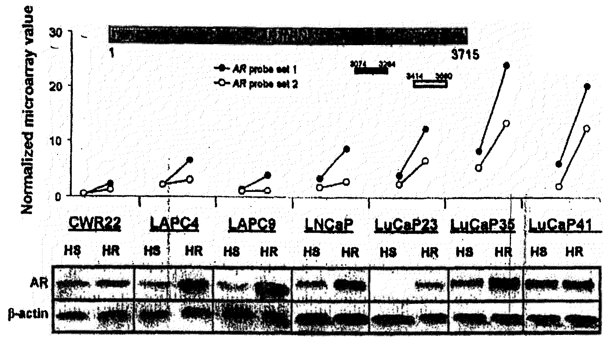 Methods and materials for assessing prostate cancer therapies and compounds