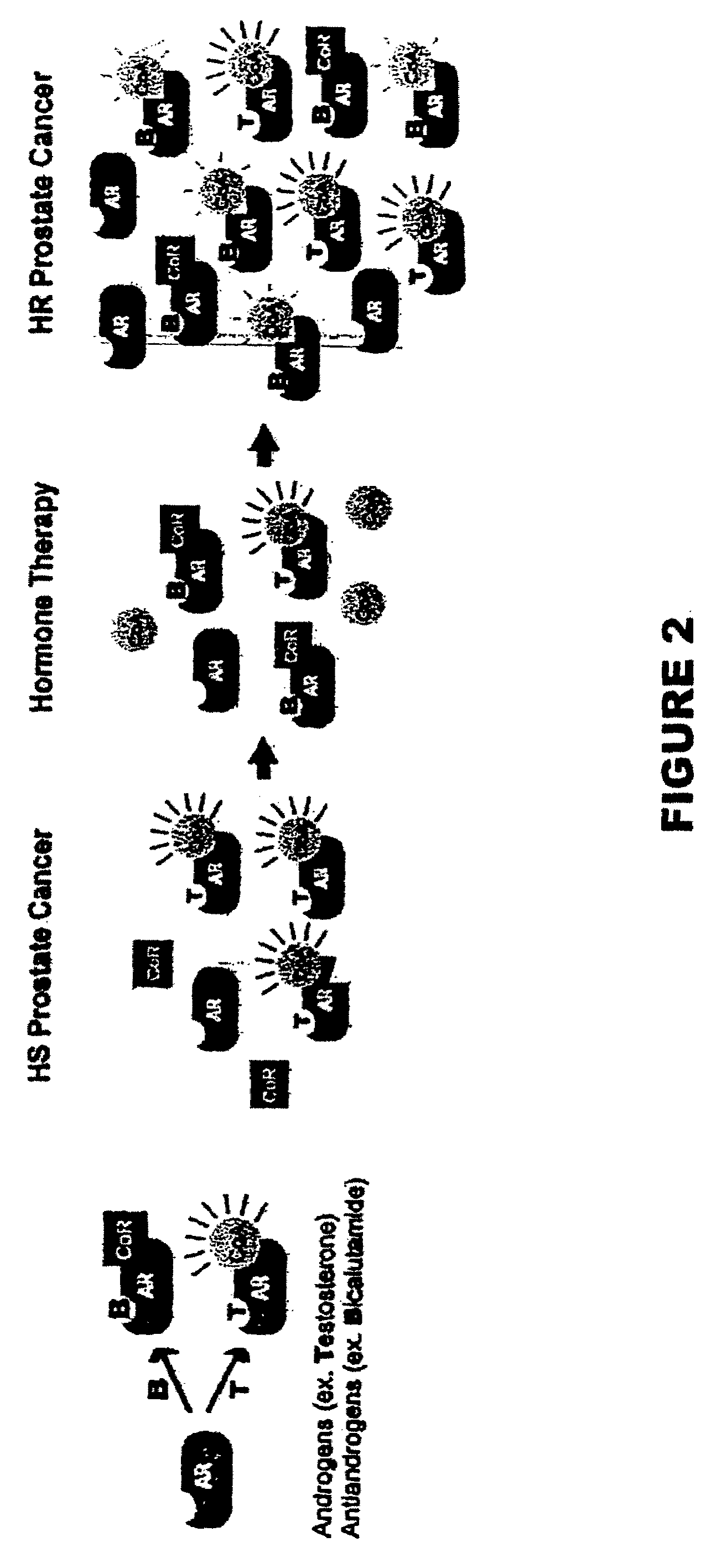 Methods and materials for assessing prostate cancer therapies and compounds