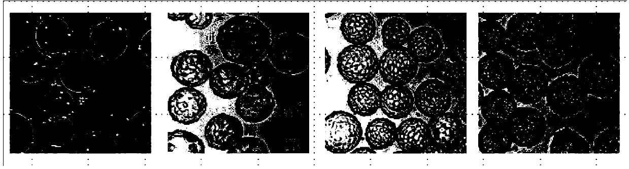 Method for producing porcine circovirus type 2 antigens in large scale with high density