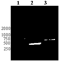 Recombinant phage double expression vector and application