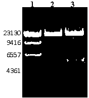 Recombinant phage double expression vector and application