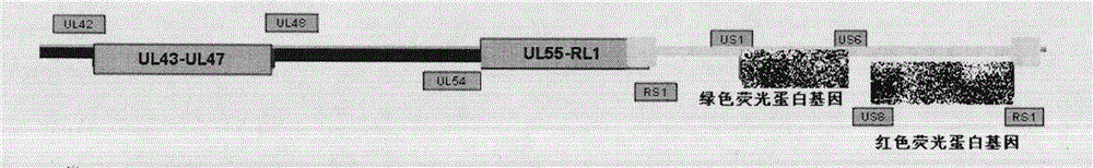 Herpes simplex virus type Ⅱ gene recombinant attenuated live vaccine and preparation method thereof