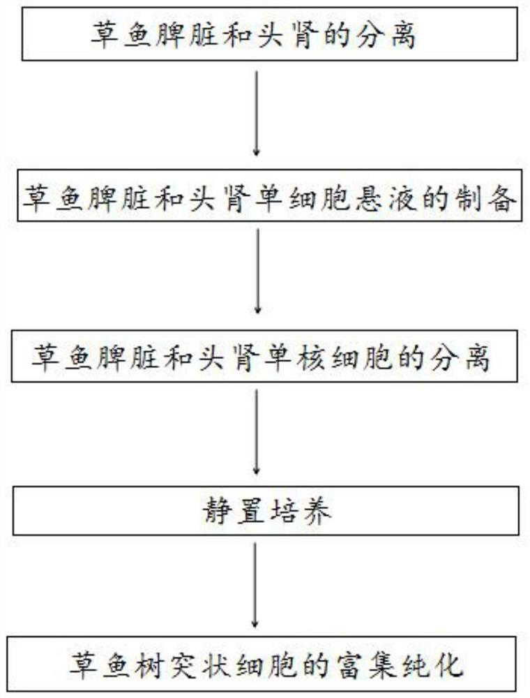 A method for the isolation and primary culture of grass carp dendritic cells