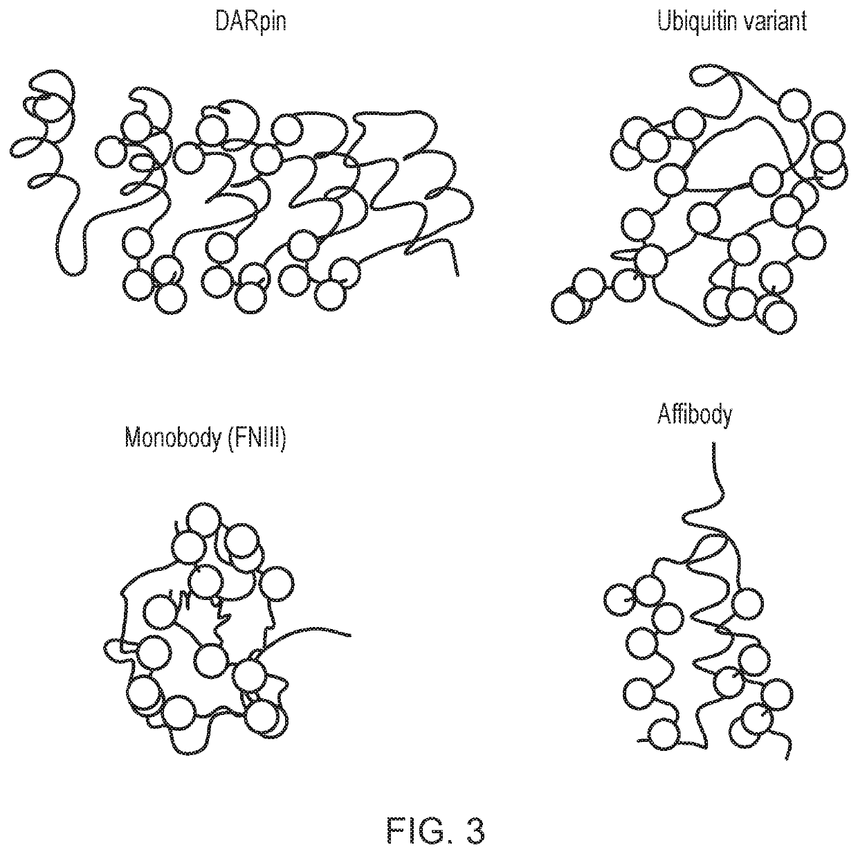 Engineered t-cells co-expressing an Anti-bcma car and an Anti-ectoenzyme antibody and their use in the treatment of cancer