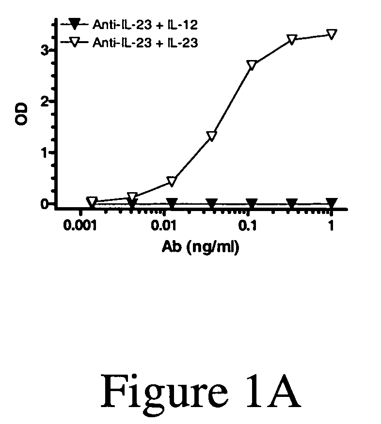 IL-23p40 specific antibody