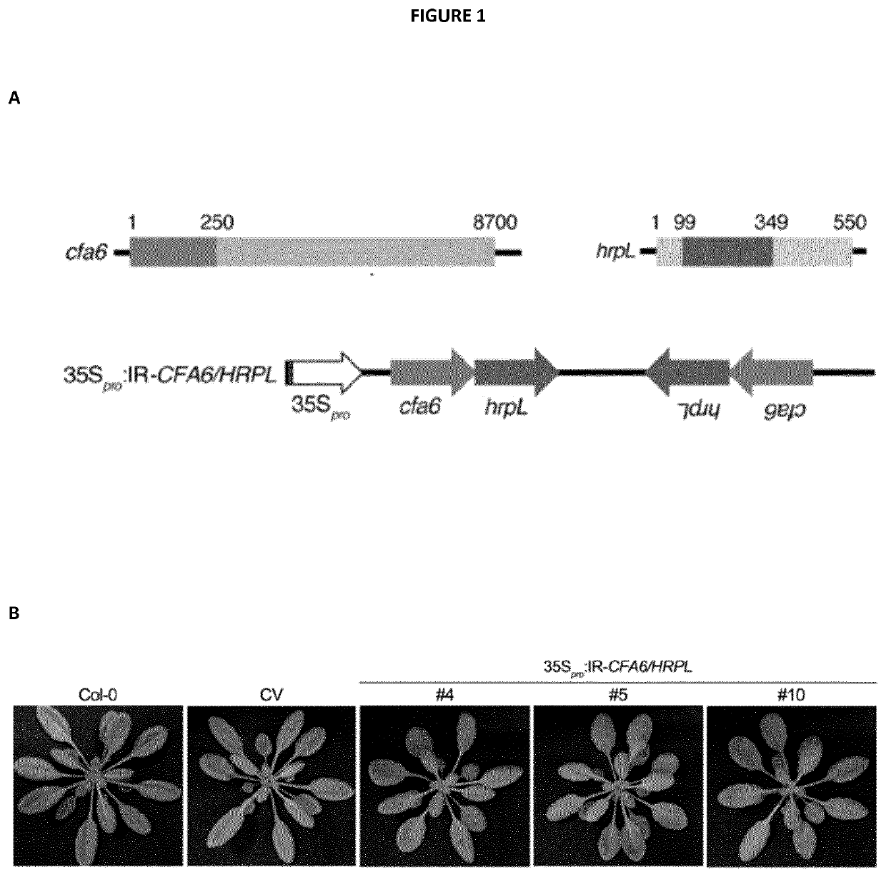 Rna-based biocontrol methods to protect plants against pathogenic bacteria and / or promote beneficial effects of symbiotic and commensal bacteria