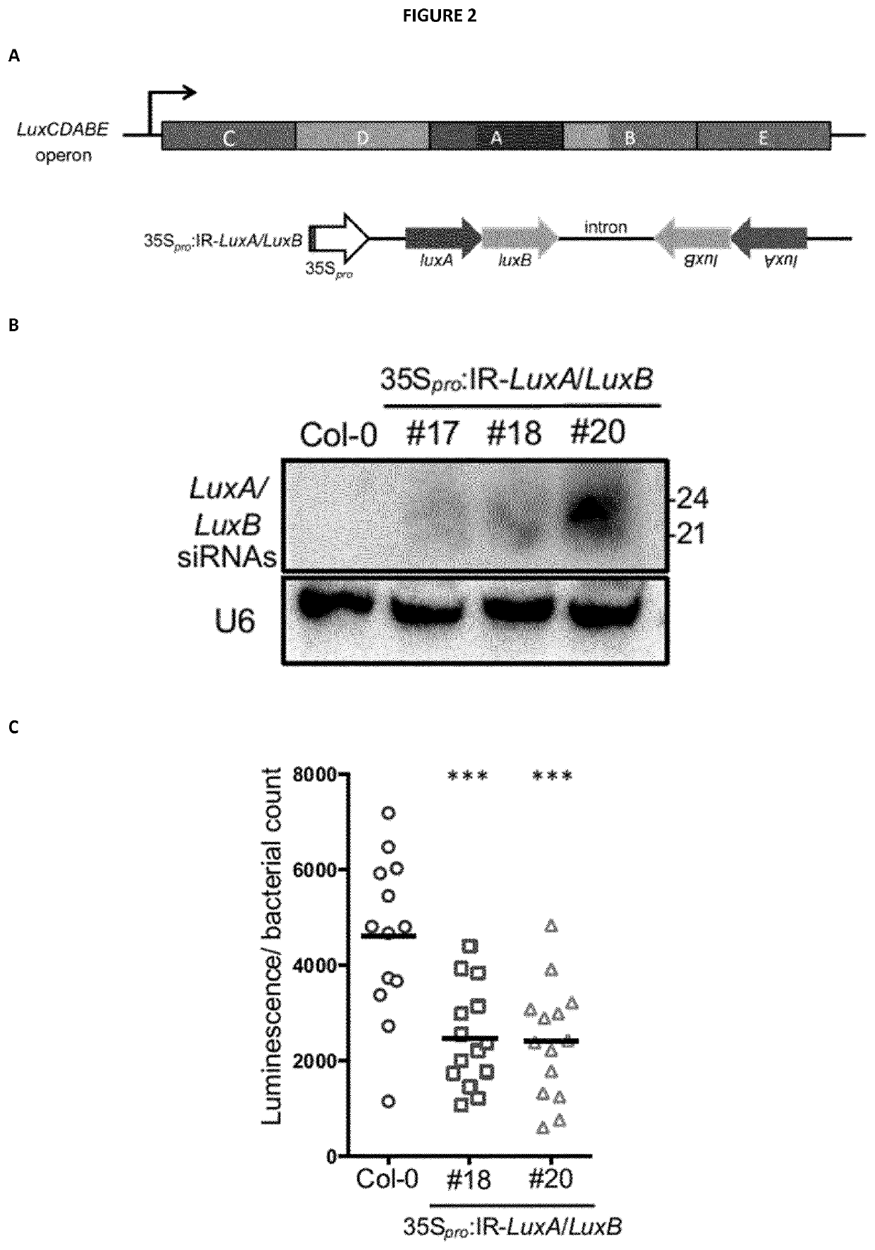 Rna-based biocontrol methods to protect plants against pathogenic bacteria and / or promote beneficial effects of symbiotic and commensal bacteria