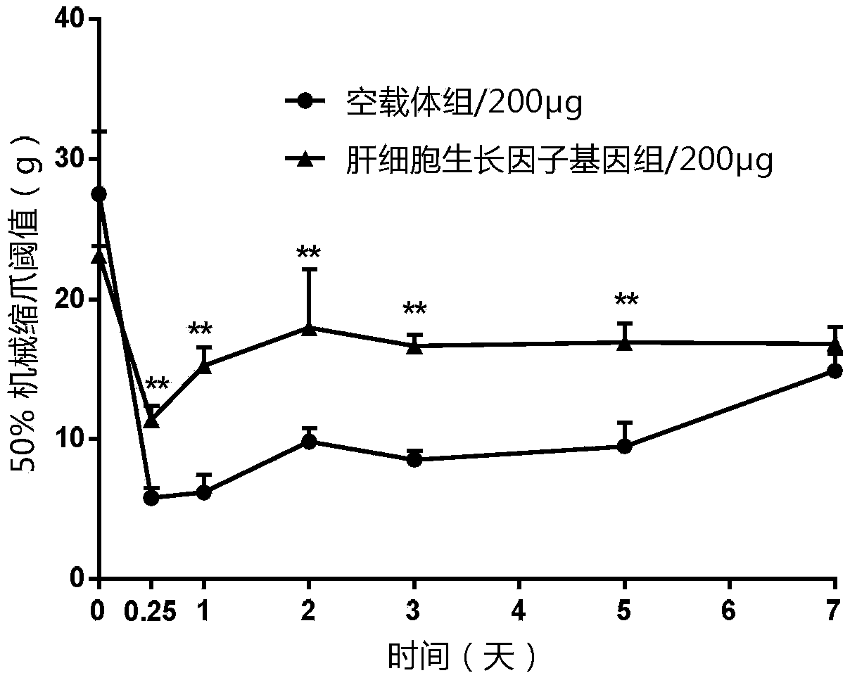 Application of hepatocyte growth factor gene in preparation of medicament for preventing and/or treating pain