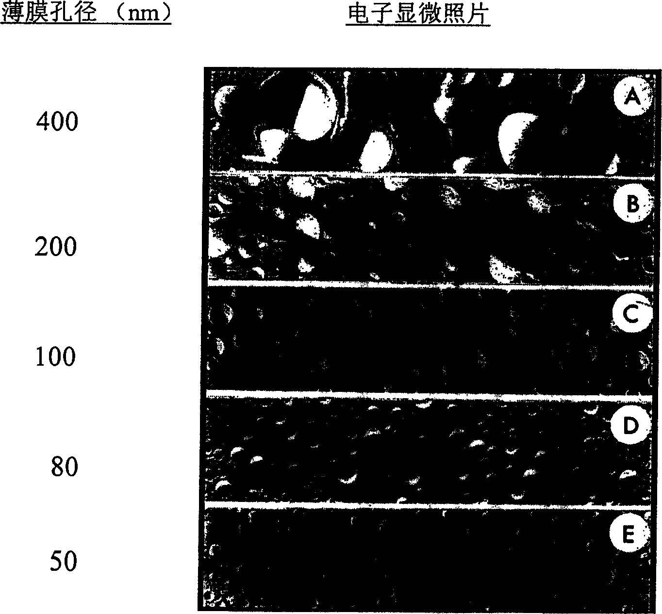 Automatic liposome preparation apparatus and method for prepaving liplsome by same