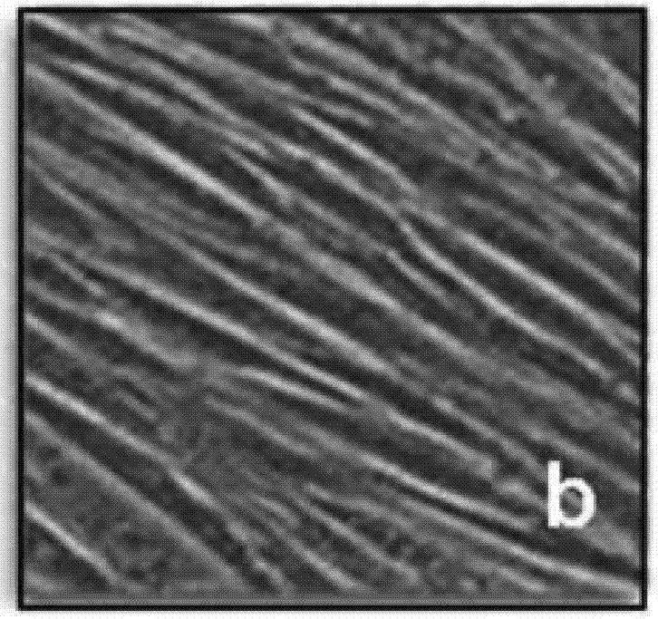 Proliferation accelerator for human adipose-derived stem cells and application method thereof