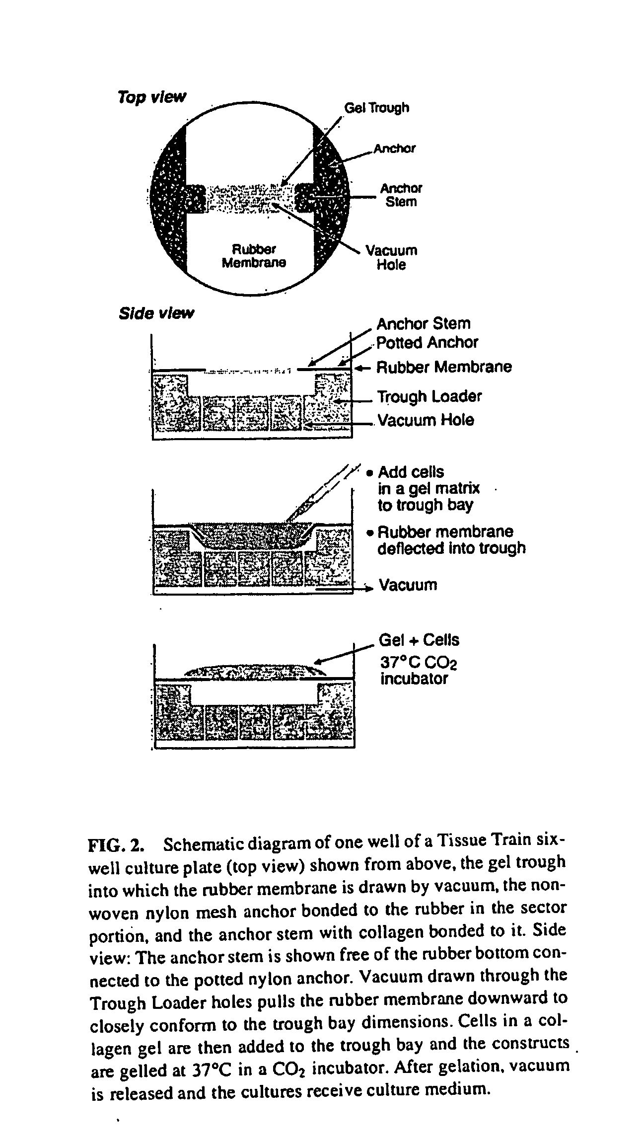 Modulation of cell intrinsic strain to control matrix synthesis, secretion, organization and remodeling