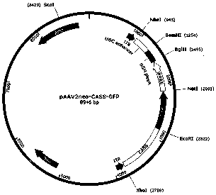 Gene medicine for preventing and treating CNV (choroidal neovascularization)-associated eye diseases