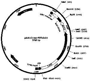 Gene medicine for preventing and treating CNV (choroidal neovascularization)-associated eye diseases