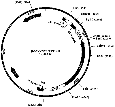 Gene medicine for preventing and treating CNV (choroidal neovascularization)-associated eye diseases