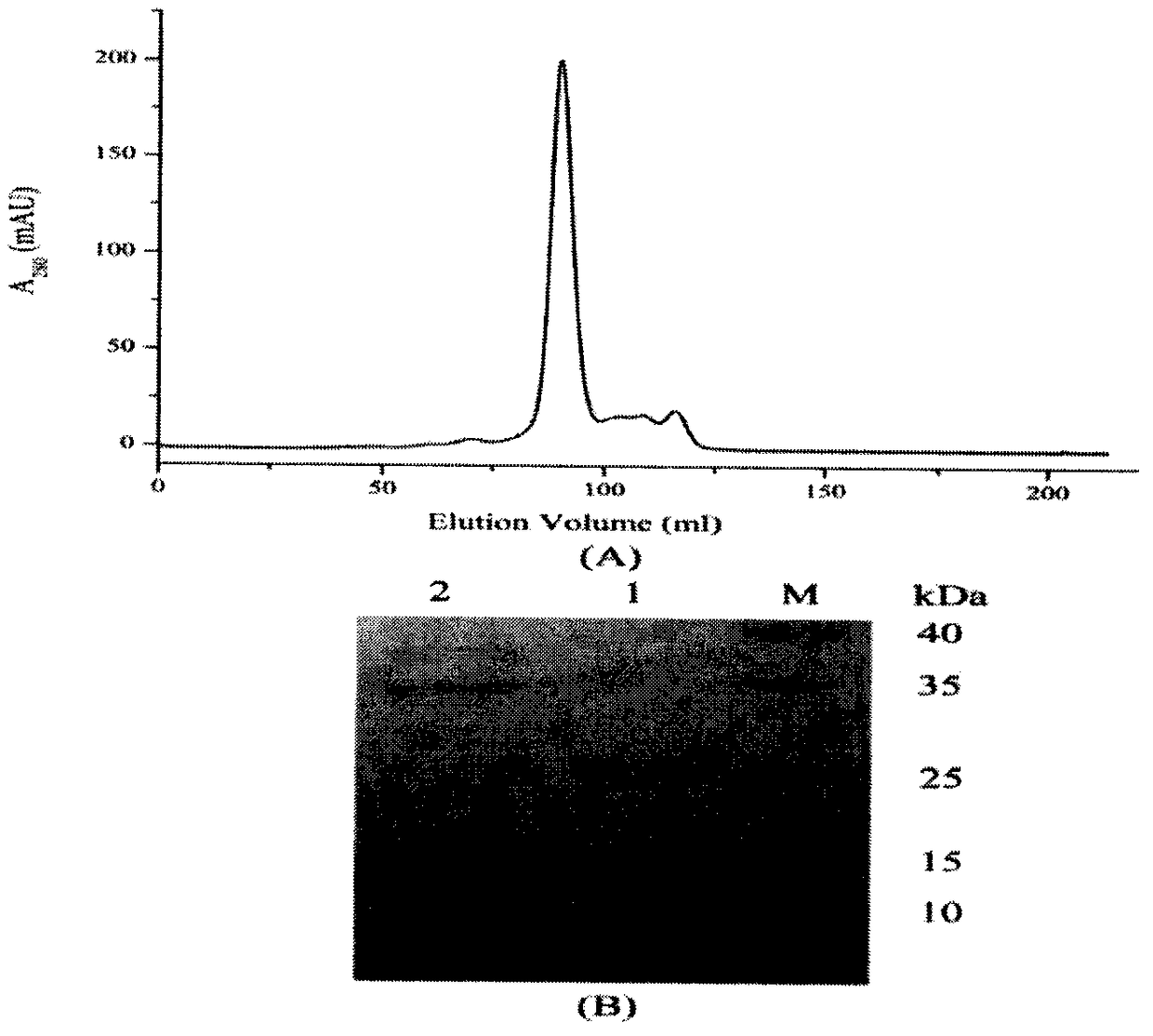 Lead compounds, screening methods and applications targeting human fkbp51 protein