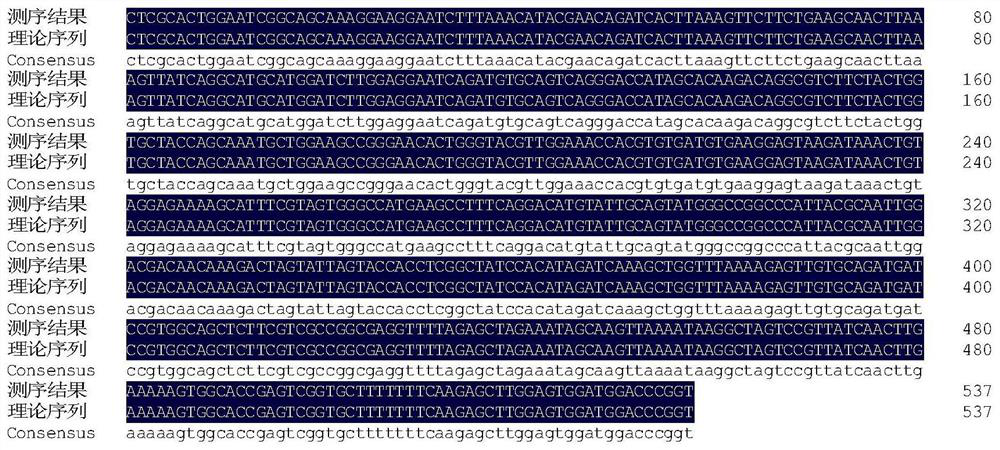 Method for rapidly obtaining fragrant rice material by using CRISPR/Cas9 technology