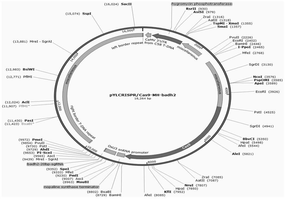 Method for rapidly obtaining fragrant rice material by using CRISPR/Cas9 technology