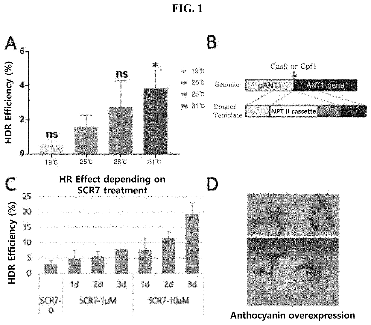 Method for increasing efficiency of homologous recombination-based gene editing in plant