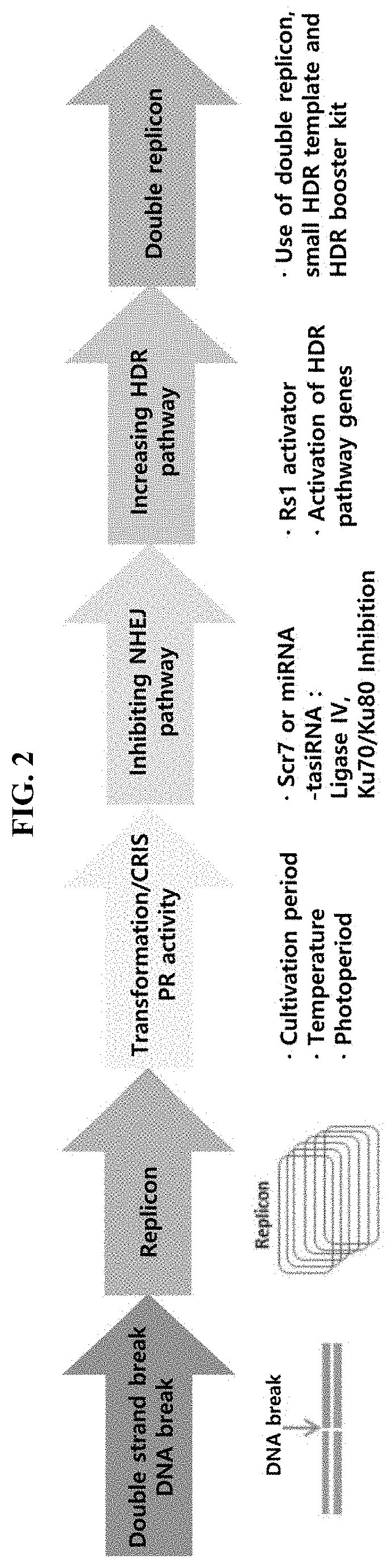 Method for increasing efficiency of homologous recombination-based gene editing in plant