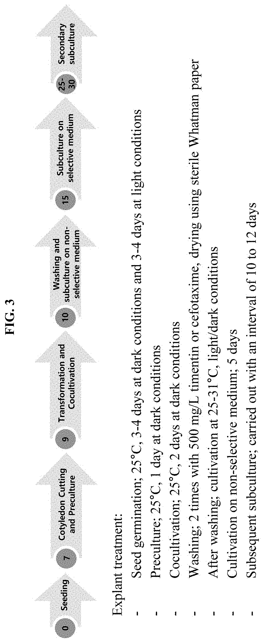 Method for increasing efficiency of homologous recombination-based gene editing in plant