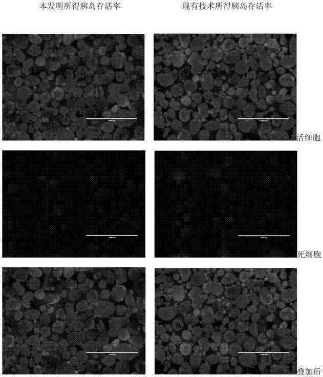 Injection preparation before pancreas islet extraction by piglet pancreas