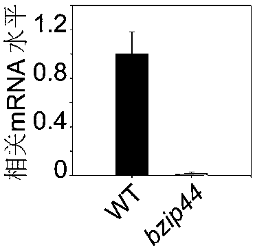 Coding gene for enhancing iron deficiency tolerance and accumulation of plant and application of coding gene