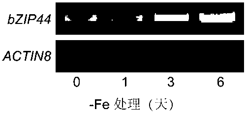 Coding gene for enhancing iron deficiency tolerance and accumulation of plant and application of coding gene