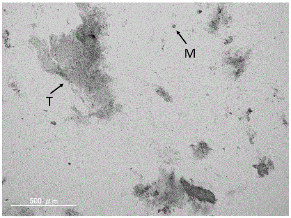 Method for separating and purifying plant tapetum tissue