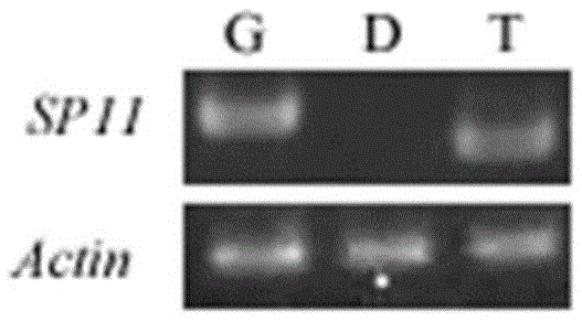 Method for separating and purifying plant tapetum tissue