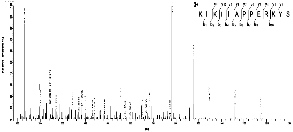 ACE inhibitory peptide from snakehead protein source and preparation method of ACE inhibitory peptide