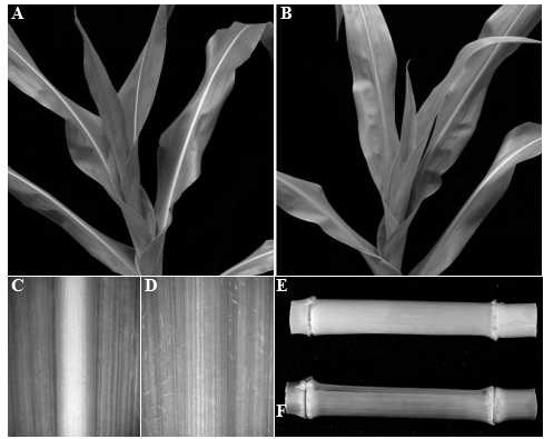 Mutant gene identification, variation and molecular markers of maize brown midrib5 (bm5) mutant